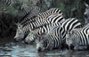 Wildlife